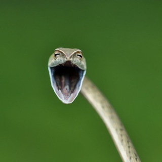 Логотип @vot_zhe_ebobo - Переписки анкеты ebobo | badoo | pure