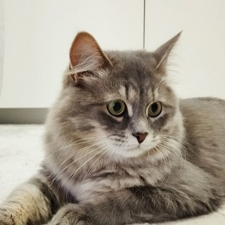 Логотип @vovaket - Всё про котов😼