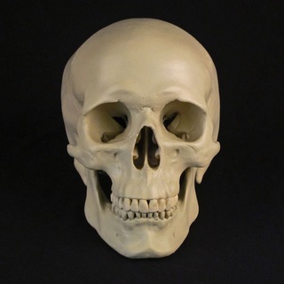 Логотип @vrachi_mediki - Анатомия в Кармане