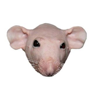 Логотип @vrottorot - Rat TV