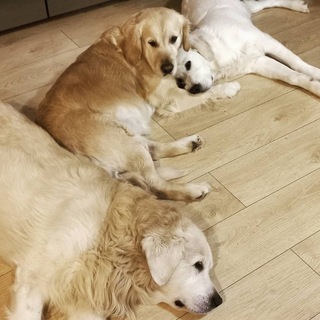 Логотип @vse_givotnye - В МИРЕ ЖИВОТНЫХ | ПРО ЖИВОТНЫХ 😺