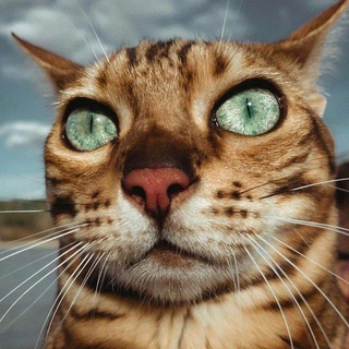 Логотип @vsemkotovchat - Запости кота флуд