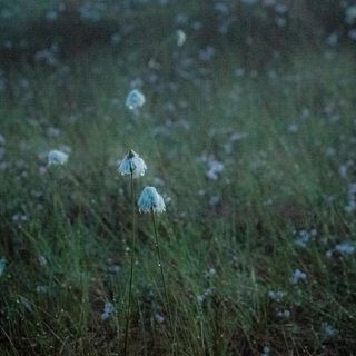 Логотип @vsemlen - поле не пахано 🌾