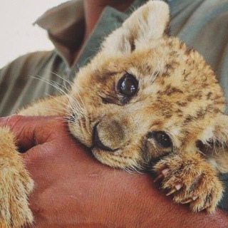 Логотип @vseotebe4 - всё о тебе