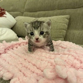 Логотип @vsratkotavito - всратые котята с авито в телеграме