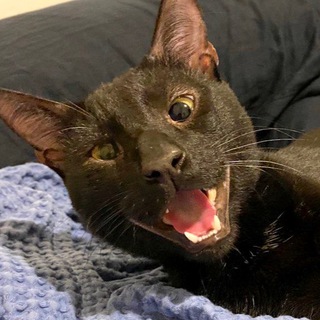 Логотип @vsratush - Всратуш Первый