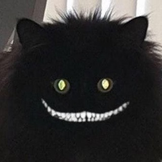 Логотип @vtd23qep2ojgqsdx - Кот канал-Z 🧌