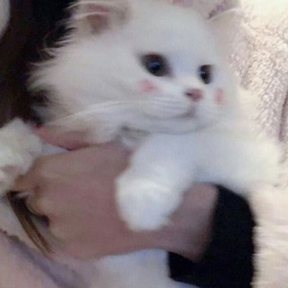 Логотип @vvlxsy - ◟✦ vvlxsy | футажи