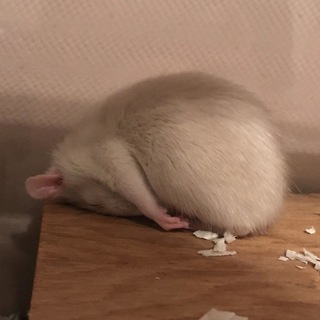 Логотип @vxjvfuk - к р ы с а