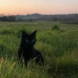 Логотип @vyan200 - fake like