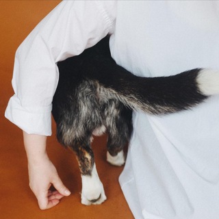 Логотип @vyshehvost - выше хвост