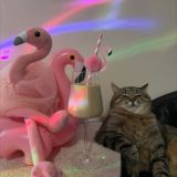 Логотип @vzaimnye_podpiski_piar_chat - ВЗАИМНЫЕ ПОДПИСКИ🔥 ПИАР ЧАТ🔥🤝