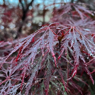 Логотип @vzglyad_na_rastenia - Растения моими глазами