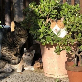 Логотип @vzlomtocabocami - ᴛ᧐ᥴᥲ δ᧐ᥴᥲ 1.69