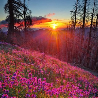 Логотип @w0nderful_nature - 🌸Wonderful Nature🌳