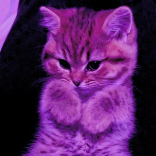 Логотип @w1rq0chat - чат викью