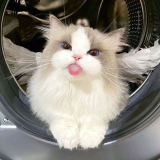 Логотип @w_kotiki - 🥰 Котики ^~^