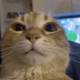 Логотип @waaaaaaaaayitan - WAITAAAN kot