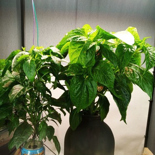 Логотип @waaat_hydro - Странная гидропоника