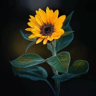 Логотип @wahdaa1 - 𝐆𝐔𝐑𝐀𝐁𝐀