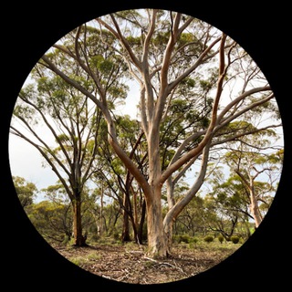 Логотип @wahomesteaders - WA Homesteaders