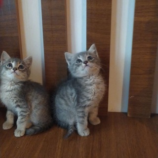 Логотип @wal1p - 🌈✨𝚆𝚊𝚕𝚕𝚙𝚊𝚙𝚎𝚛💫⚡️