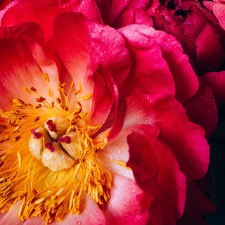 Логотип @wallpapers_svet_rassvet - Обои на телефон | wallpapers