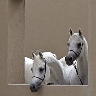 Логотип @wallpaperskn - AD