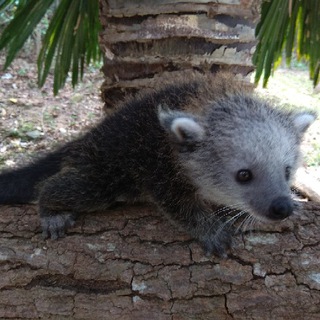 Логотип @wanderingbinturong - Wandering Binturong