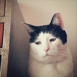 Логотип @wannalaugh5min - хочу смеяться 5 минут