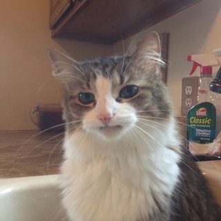 Логотип @want2speak - want2speak.ru Teamspeak 3