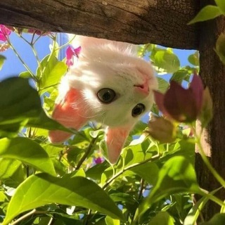 Логотип @wanthis - хочу