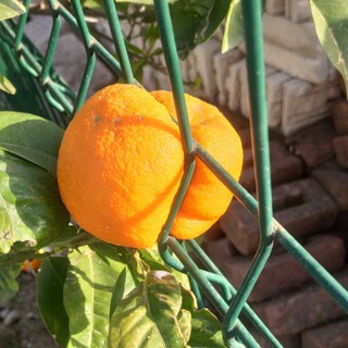 Логотип @watcherhere - Watcher