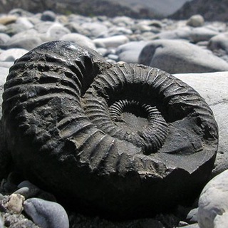 Логотип @watchlist2023 - Watchlist