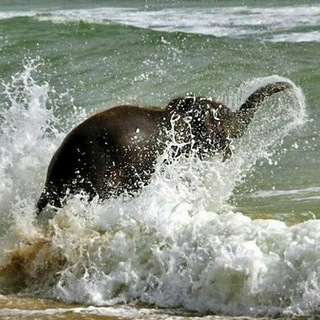 Логотип @wave4chat - ⚡️ СВОБОДНАЯ ВОЛНА ИСКУССТВА⚡️ ЧАТ ⚡️