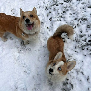 Логотип @wavesfamily - waves