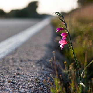 Логотип @wayside_flowers - Цветы у дороги