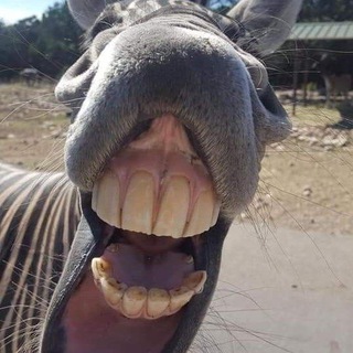 Логотип @wb_naxodki_t - Прикольные видео