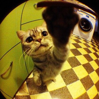 Логотип @wbnaprostom - Логово котят🐈