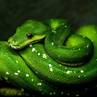 Логотип @web3_python - Web3 & Python