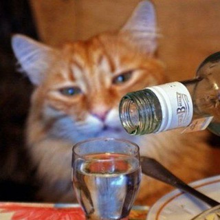 Логотип @webmrus - WEBM Archive