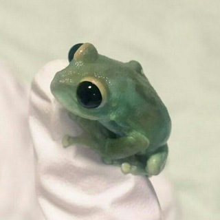 Логотип @wednesdayfrogchat - Жабосредский чат
