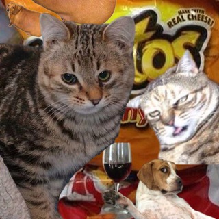 Логотип @weirdanimals_true - всратые животные