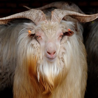 Логотип @welcome_speak - Группа 100-wool.ru