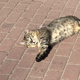 Логотип @well_stories - КотоСторис