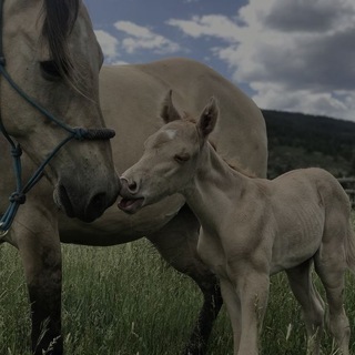 Логотип @welovehorsesverymach - 🤍жиɜнь ᴋᴏнниᴋᴏʙ🤍