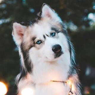 Логотип @werewolfdiaries1 - Werewolf Diaries