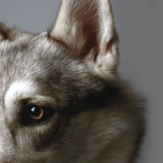 Логотип @werewolph - WerewolPH