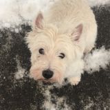 Логотип @west_taychic - будущий канал