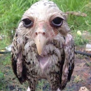 Логотип @wetowlclub - солевая сова inc